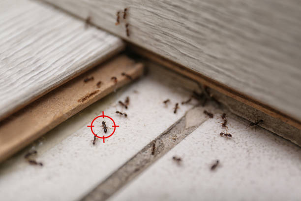 Best Ant Control Services  in Coleman, TX